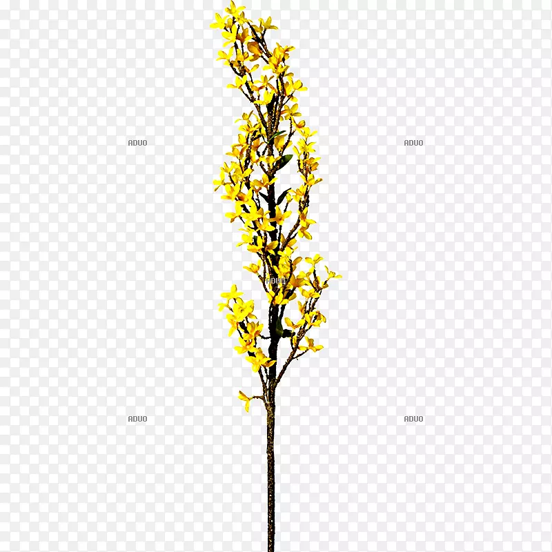 Сֲ֦�ﾥҶ����ֲ��Ҷ-������