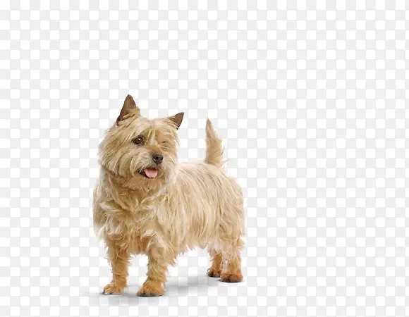 ŵά����Ȯ�����ף��Ĵ�������Ȯ���Ĵ�����˿����Ȯ��������Ȯ��С��-������