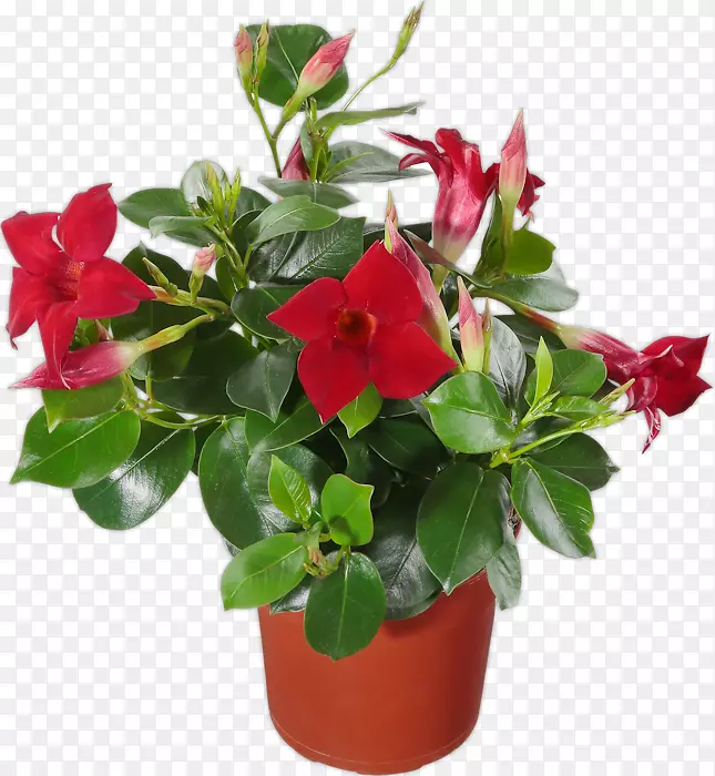 �������򻨻�԰�ž黨ֲ��-������