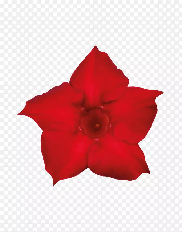 ������ֲ�ﻨ԰�л�õ��ֲ��-������