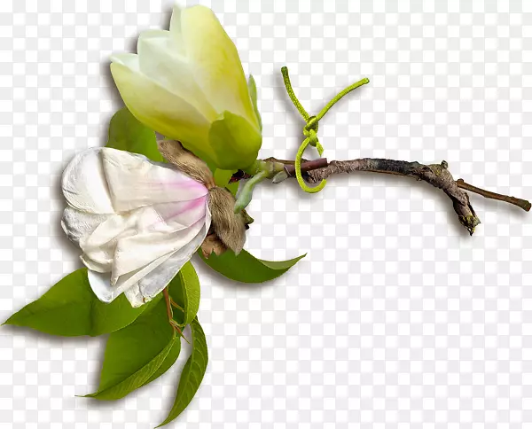 õ��ƻ�������л�ѿֲ�ﾥ����-������