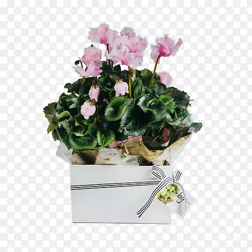 �ɿ�������ֲ����Ʒ����.����-������