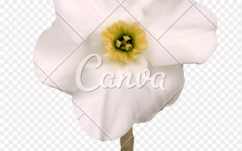 �����л�������ֲ��-��Ҷ�ݣ��ֽ������Ƭ-������