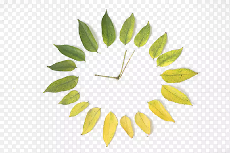 ��Ҷ-����ʱ��-������