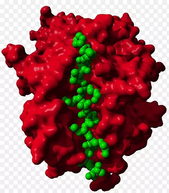 ʥ��װ��Ʒ��֢����-ʥ����-������