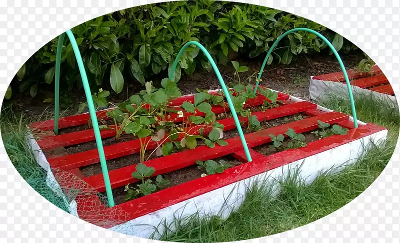 ��԰�߲˲�ƺ���߲�-������