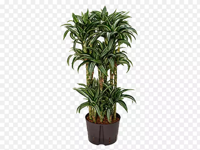 �����ֲ�ﾥ������������ֲ��-��-������