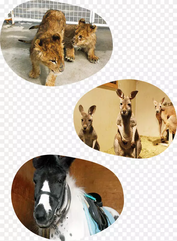 ����Ұ������-�����ͥ-������