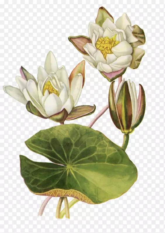 ֲ��ѧ��ͼֲ��-ˮ�ٺ�-������