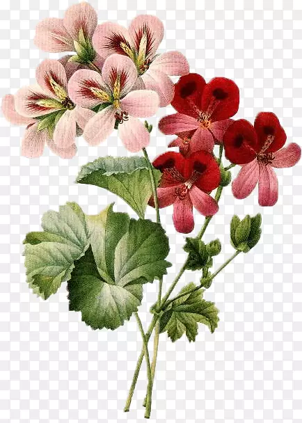 ��������л���������Ȼֲ��ѧ-������