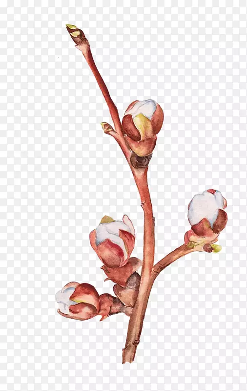 �������ѿ-������