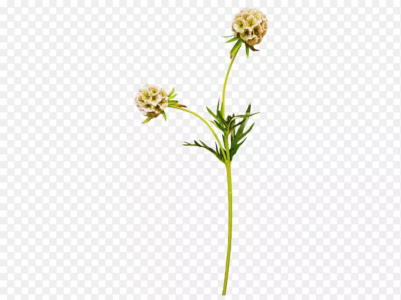 ����ֲ�ﾥ��-������