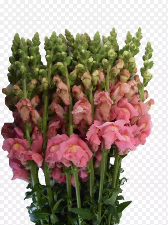 �л������ͻ�ֲ�ﾥ��-������