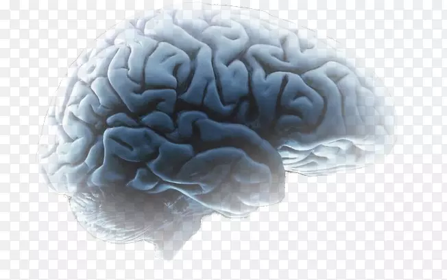 ����˼ά�񾭿�ѧ�ݽ�-����-������