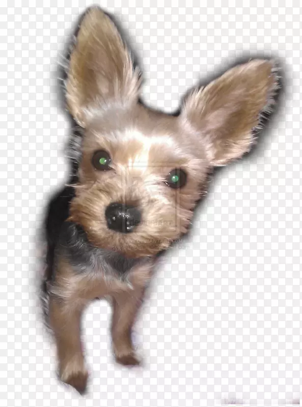 Լ�˿���Ȯ���Ĵ�����˿״��Ȯ��ŵά����Ȯ��Ī��-С��-������