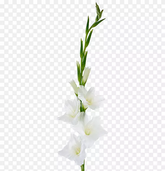 �������л�ֲ�ﾥ�����������-������