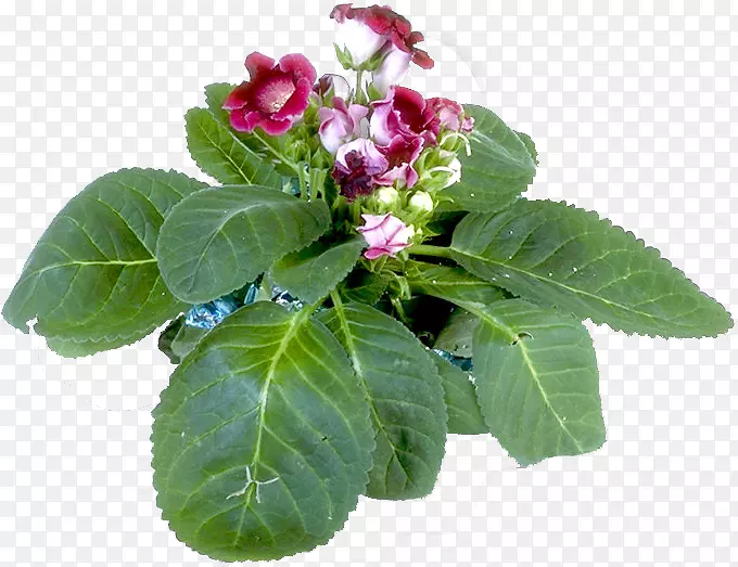 �ݱ�ֲ��һ����ֲ�￪��ֲ��-ֲ��-������