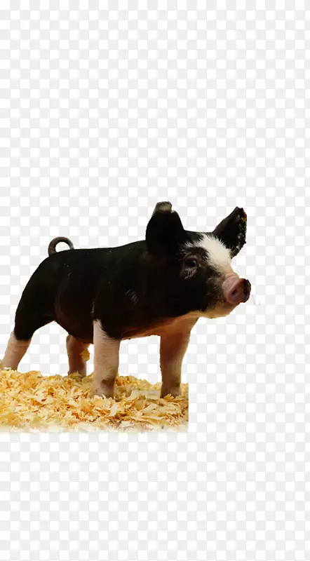 ������ֳ������-������