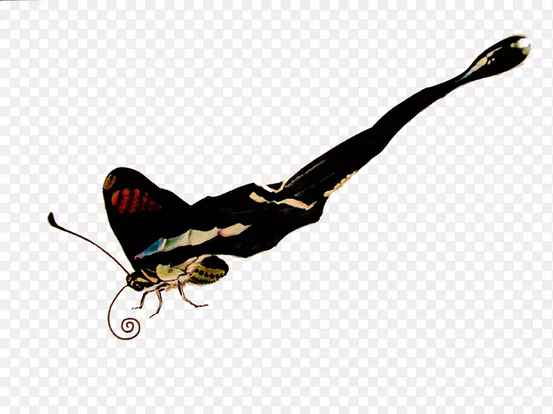 ������������-�����ȳ�װ��Ʒ-������