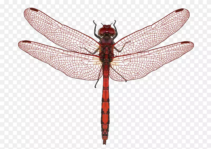 ��������������-������