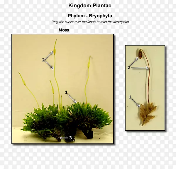 ������Ʋ�ֲ�ﾥϵ���-������