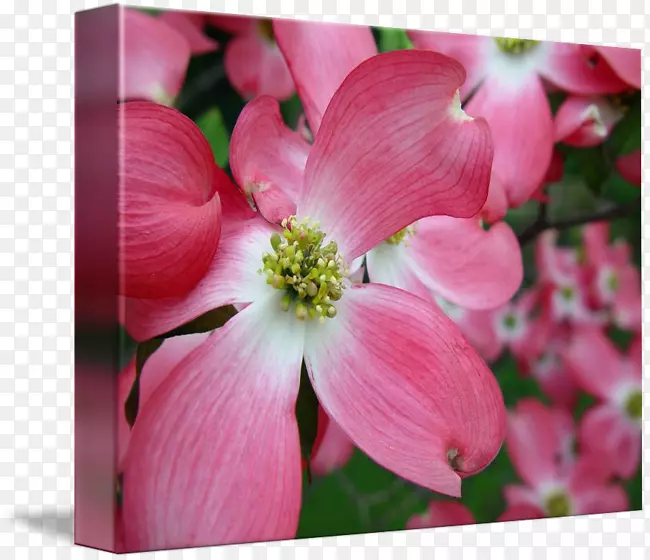 ľ���طۺ�mֲ�ﾥ�ݱ�ֲ��-ɽ����-������