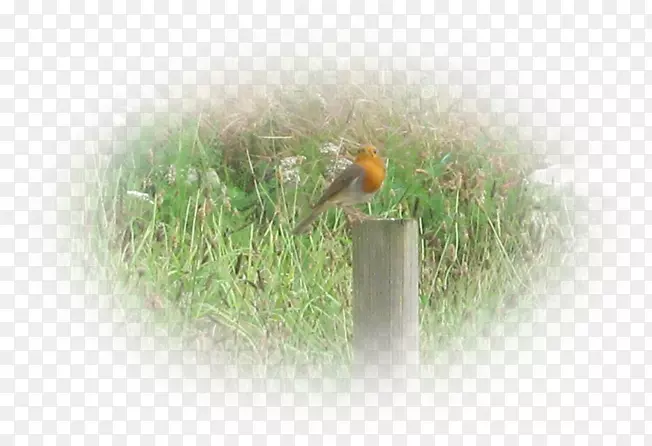 �����粶Ӭ���Ͽ-������