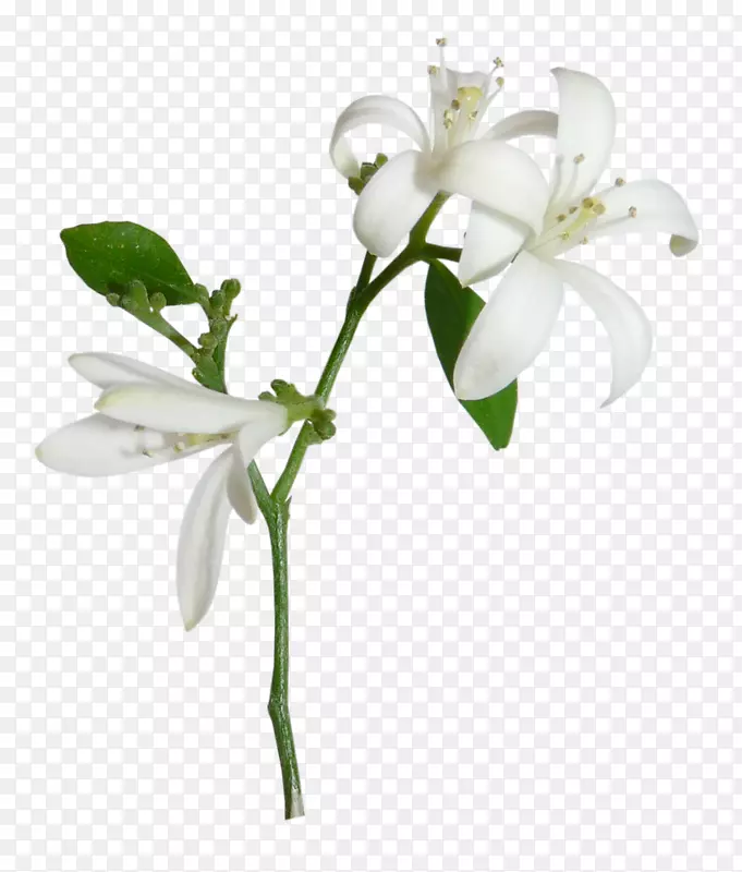 �װٺ�-������