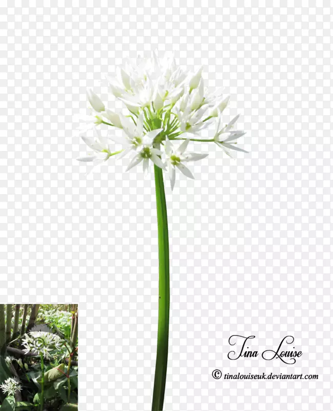 �л�ֲ�ﾥ����ֲ��-������