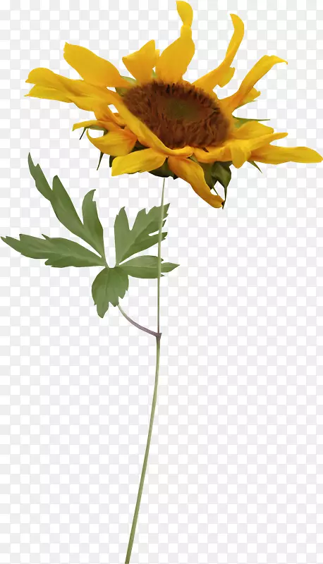 ���տ��羰������-������