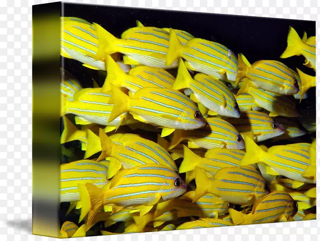 ���洫����-����-������