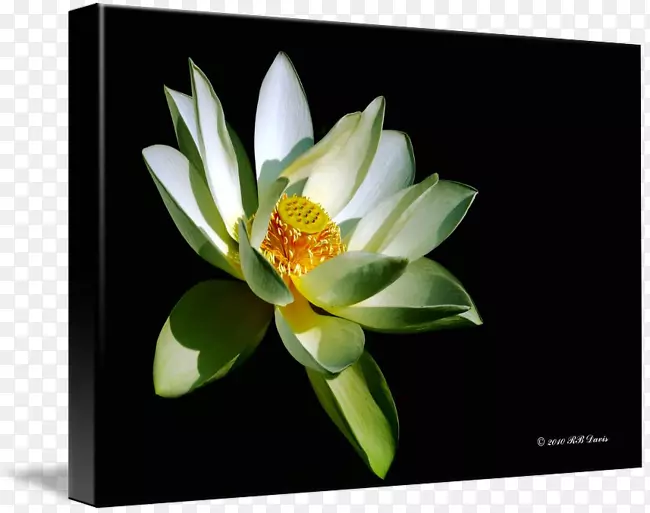 ����ֲ��-������-������