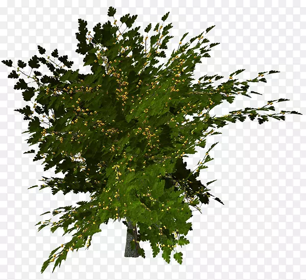 ��Ҷ-������