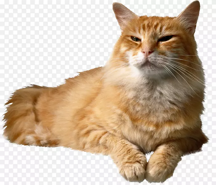 è���ﹷС��è-������