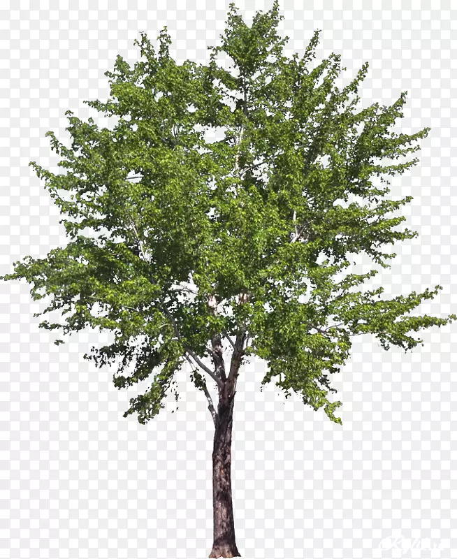 �Ĵ����Ǳ�����ľɭ�ֽ���ͼ��-������