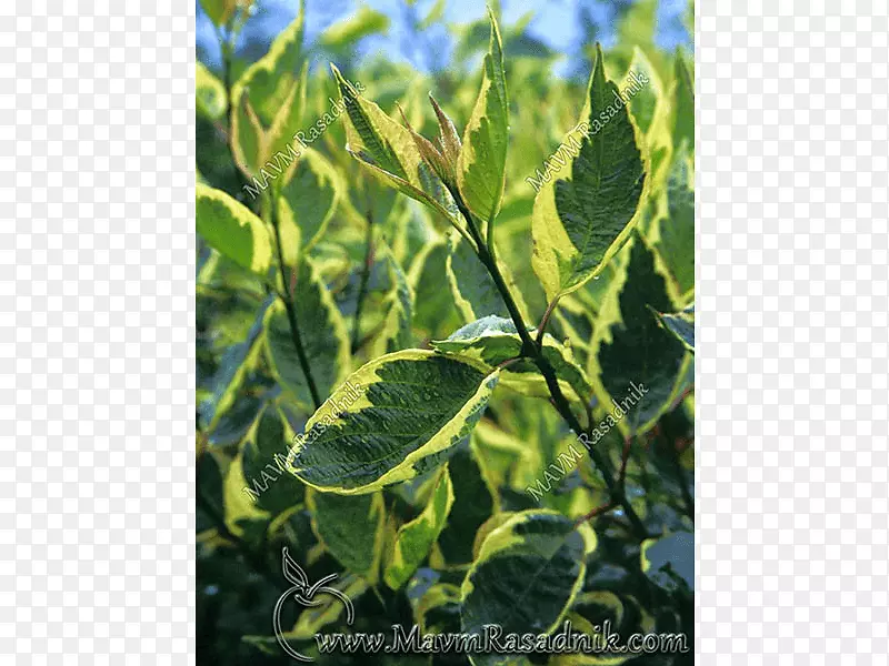 ��ɽ����Ҷ��ľ����ɽ��������-������