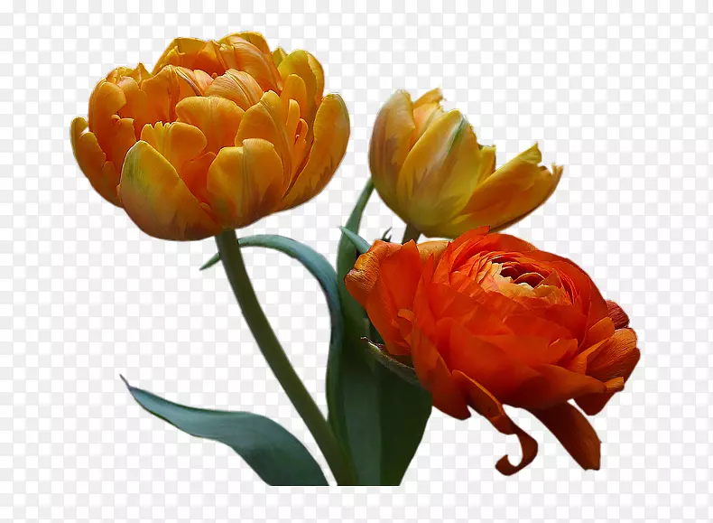 ������ƻ��������-ĵ��-������