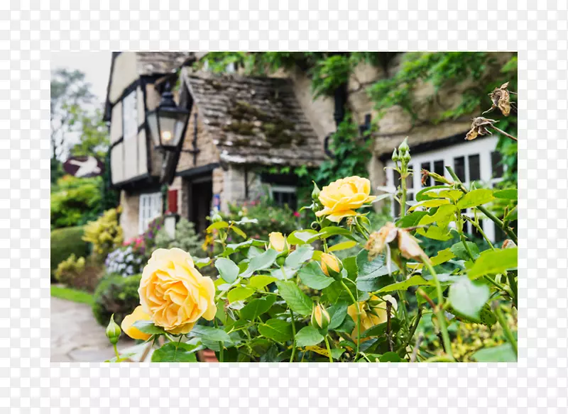 ԰�ֿ���ֲ��-��ƺ��-������