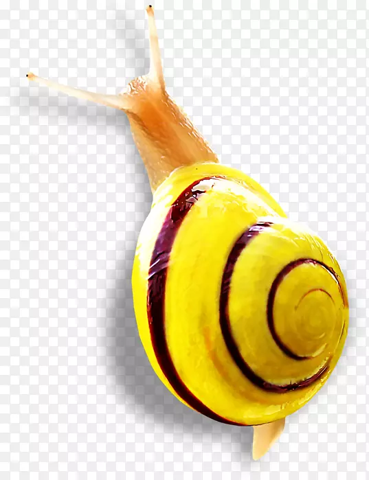 ��ţ������д��ţ-������