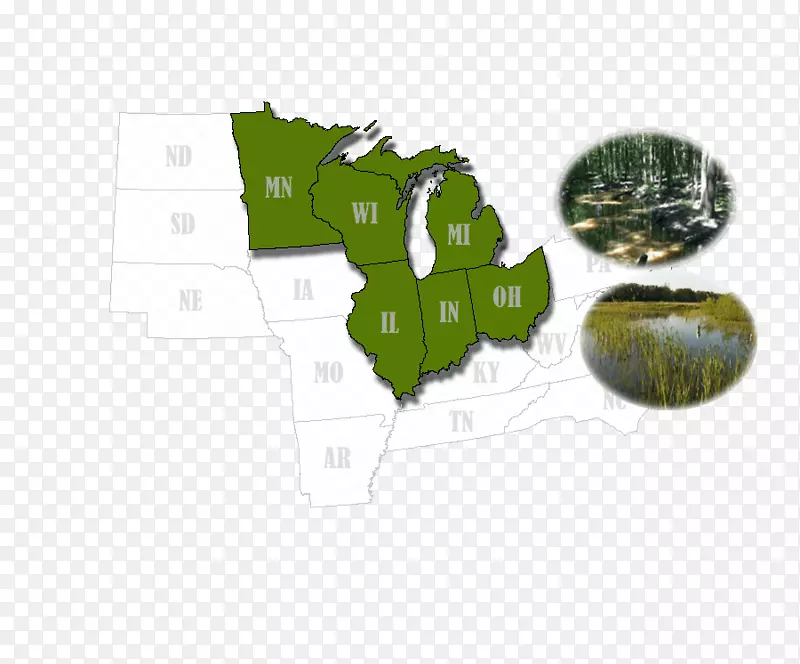 Ʒ��Ҷ-������