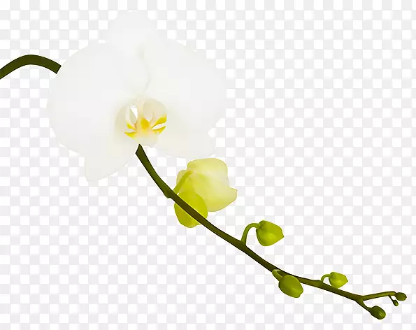 ��Ӱ����-������