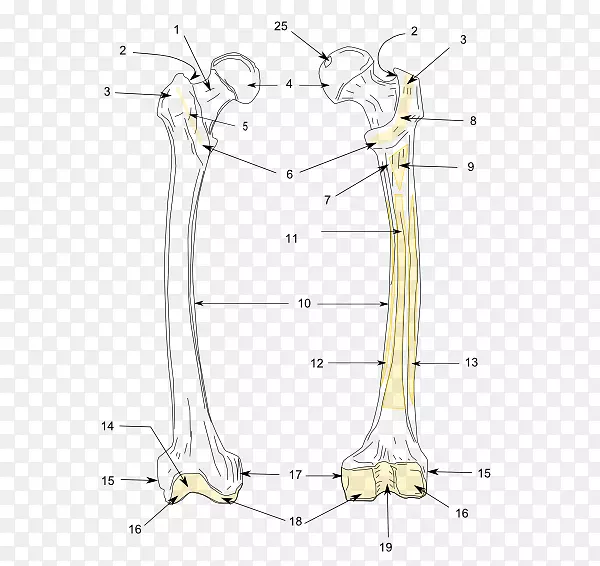 ֱ�ߵ��Ь��-������