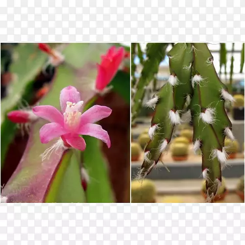 ʮ�ֻ���ֲ��������-������