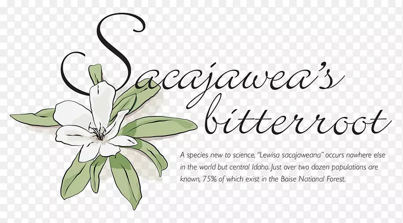 ��������л���Ʒֲ�ﾥ-��Ʒ-������