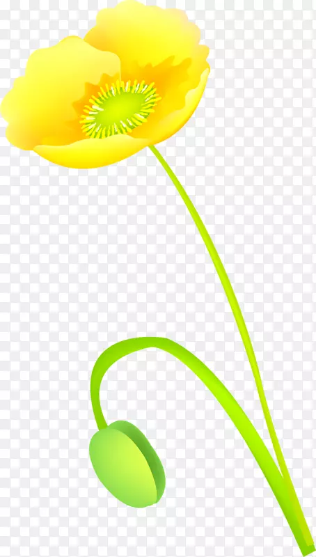 ����ֲ�ﾥ���-������