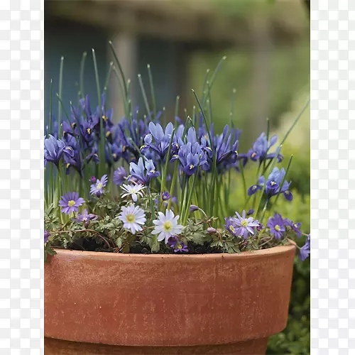 Terra Ceiaũ���򾥡�޹�²ݡ���Ĥ����԰��-������