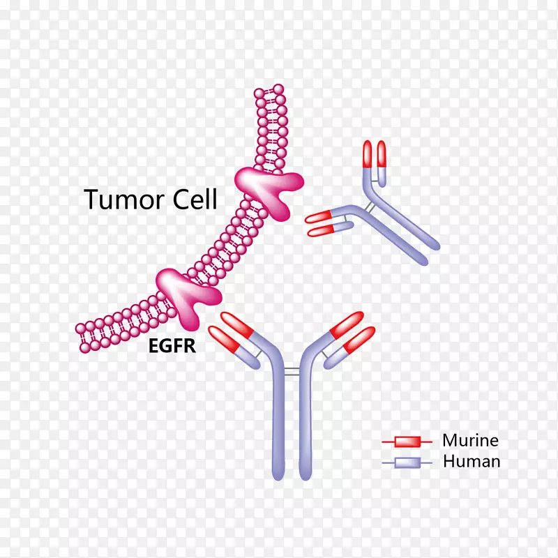 Trastuzumab emtansine HER 2/neu mertansine����¡����-������