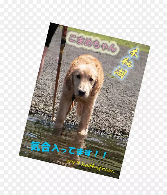 С�����������ӽ�-С��-������