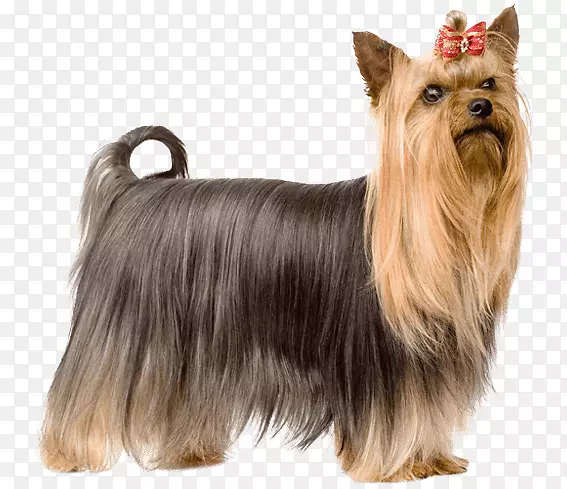 Լ�˿���Ȯ���Ĵ�����˿ë��Ȯ���Ĵ�������Ȯ��ŵά����Ȯ��Сʨ�ӣ�С��-������