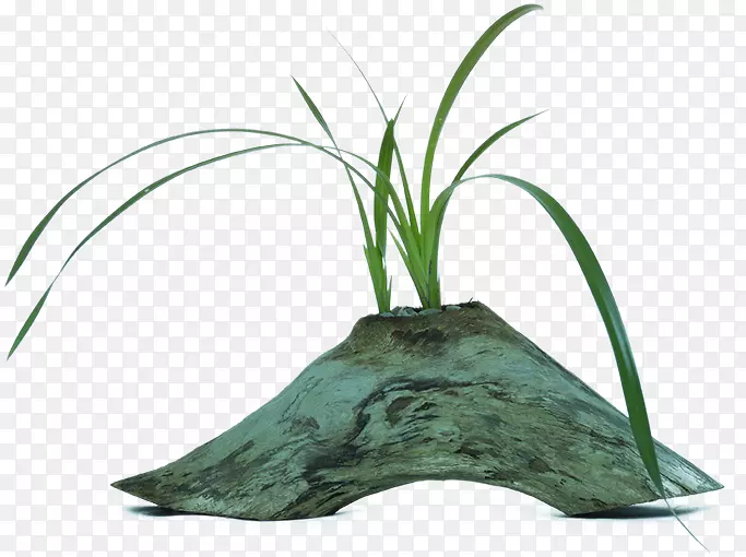 Ҷ���������-Ҷ-������